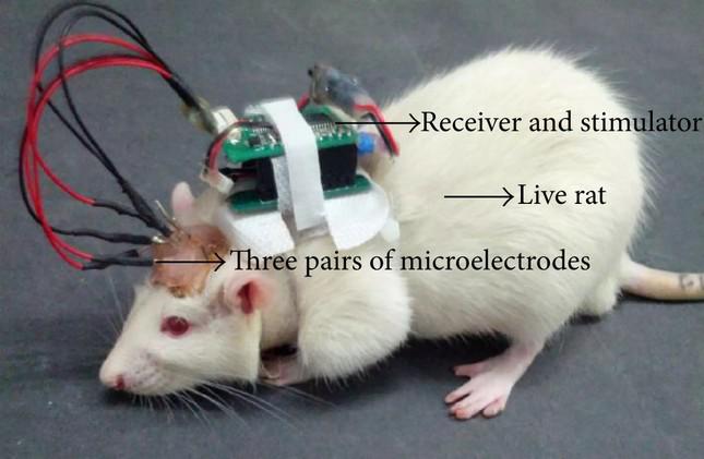 Trí tuệ nhân tạo được tích hợp với khứu giác của chuột - 1