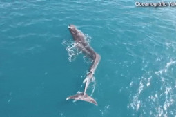 Video: Cá voi ”khủng” nặng 40 tấn nổi lên ngoài khơi, hình dạng khác thường