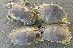 Thị trường - Tiêu dùng - Loại hải sản lạ có tên kỳ cục, ngon như cua ghẹ, dân thành phố "săn lùng" để thưởng thức