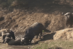 Media - 2 con trâu rừng "đằng đằng sát khí", tung đòn húc tung sư tử cứu đồng loại