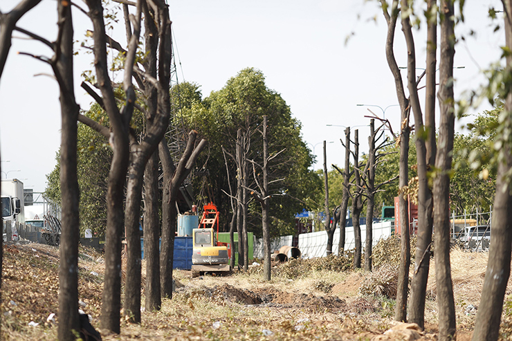 Việc di dời, đốn hạ cây xanh trên đường Mai Chí Thọ dự kiến hoàn thành cuối tháng 4