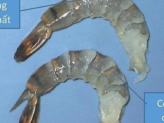 Ẩm thực - Nhận biết tôm bị bơm tạp chất "trong 1 nốt nhạc", bạn đã biết chưa?