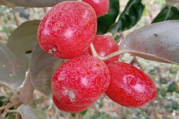 Ẩm thực - Thứ quả chua chát đang vào mùa, từ rễ tới quả đều có công dụng bất ngờ