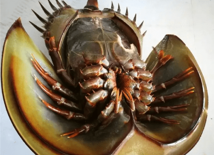 Loài vật có máu quý hơn vàng, bị săn lùng tới mức sắp tuyệt chủng - 2