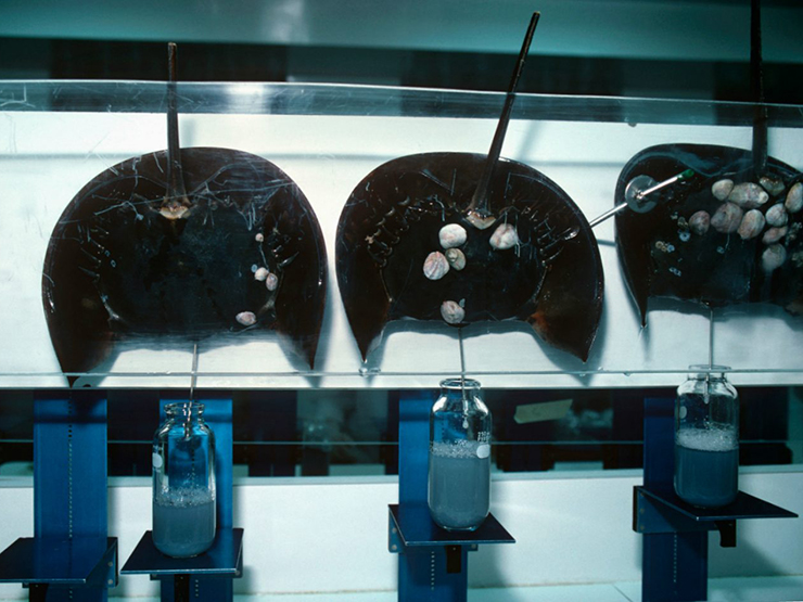 Loài vật có máu quý hơn vàng, bị săn lùng tới mức sắp tuyệt chủng - 4