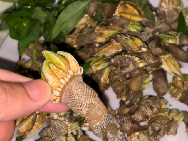 Ẩm thực - Độc đáo ốc móng rồng, nhiều người lùng ăn ở Khánh Hòa