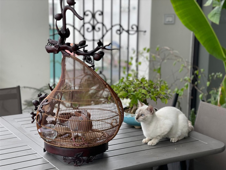 Đăng clip con gái đánh đàn bên hồ cá Koi, Trọng Tấn để lộ không gian bao người mơ ước - 6