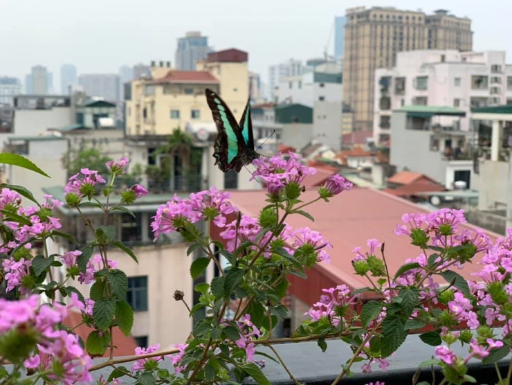 Đăng clip con gái đánh đàn bên hồ cá Koi, Trọng Tấn để lộ không gian bao người mơ ước - 11