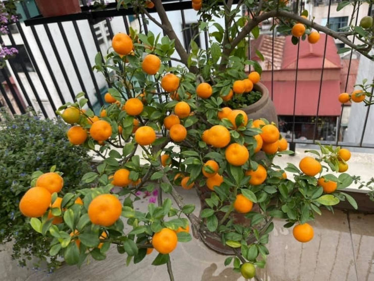 Đăng clip con gái đánh đàn bên hồ cá Koi, Trọng Tấn để lộ không gian bao người mơ ước - 16