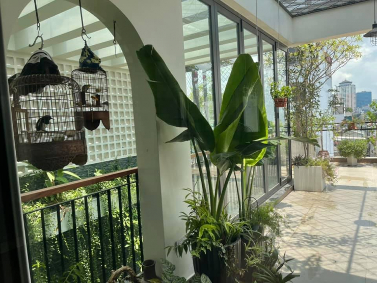 Đăng clip con gái đánh đàn bên hồ cá Koi, Trọng Tấn để lộ không gian bao người mơ ước - 4