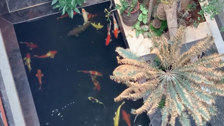 Đăng clip con gái đánh đàn bên hồ cá Koi, Trọng Tấn để lộ không gian bao người mơ ước - 7