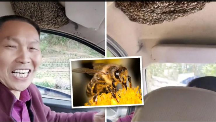 Đàn ong làm tổ trong ô tô, ngay phía trên đầu nam tài xế. Ảnh: SCMP/ Douyin