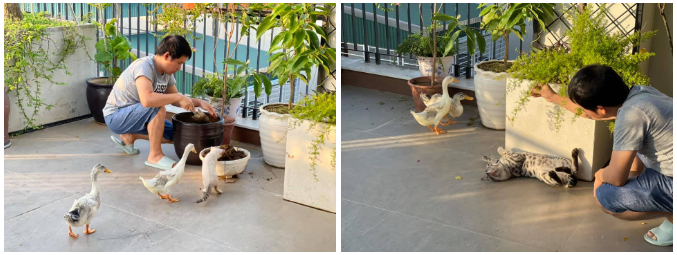 Đăng clip con gái đánh đàn bên hồ cá Koi, Trọng Tấn để lộ không gian bao người mơ ước - 2