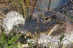 Media - Bị "vua đầm lầy" hạ sát, trăn khủng gặp cái kết thương tâm
