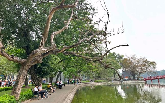 Một cây sưa bị chết ở ven hồ Hoàn Kiếm. Ảnh: PV