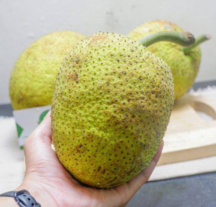 Nếu nhìn lần đầu, nhiều người sẽ nhầm quả sake là quả mít non.&nbsp;

