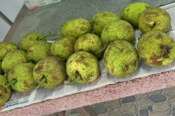 Thị trường - Tiêu dùng - Loại quả 90% người Việt nhầm lẫn, xưa không ai hái giờ thành đặc sản đắt hàng ở thành phố