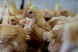 An ninh - Xã hội - Bị kết án tù vì giết đàn gà nhà hàng xóm