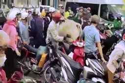 Tin tức trong ngày - CLIP: Kinh hoàng con bò “đốn hạ" nhiều người và xe máy ở Đồng Nai