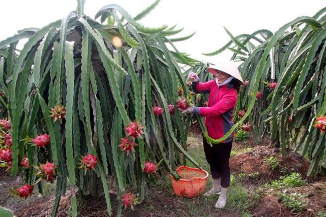 Giá thanh long thời gian qua tăng cao, nông dân phấn khởi. Ảnh minh họa.