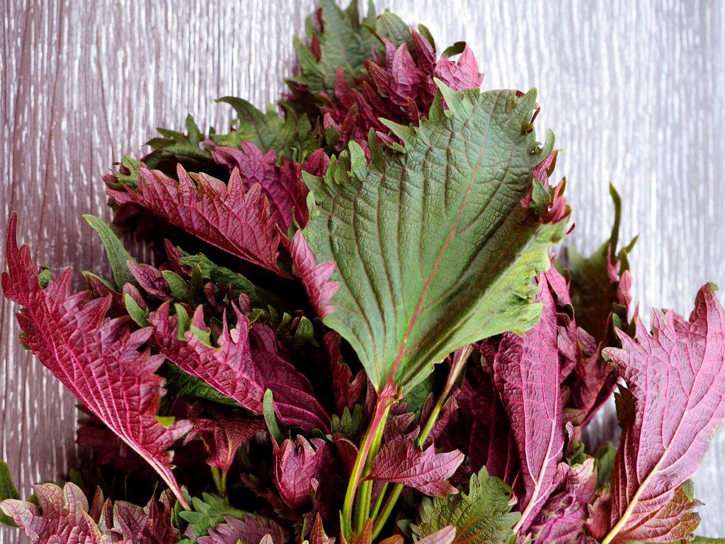 Loại lá tía tô Nhật mặt trên xanh, dưới đỏ có tác dụng giải cảm hiệu quả tốt (Ảnh: Takachi).