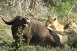 Media - Bị "song sát" sư tử truy đuổi, quật ngã, trâu rừng gào thét thảm thiết