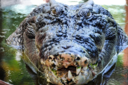 Thế giới - Úc: 3 lần bị cá sấu 4,5m cắn, người đàn ông dùng đi dùng lại một chiêu để thoát chết