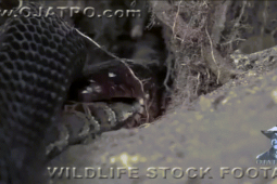 Phi thường - kỳ quặc - Video: Rắn chàm phương Đông lao tới tấn công, nuốt chửng trăn vào bụng