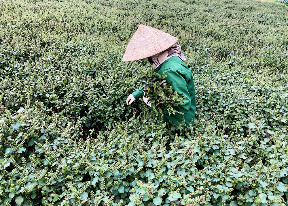 Trang trại tía tô tại Quản Bạ - Hà Giang đánh dấu sự hợp tác phát triển giống tía tô dược liệu tại Việt Nam (Ảnh: Takachi).