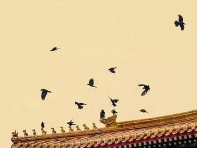 Thế giới - Tại sao Tử Cấm Thành lại đầy quạ vào lúc nửa đêm?