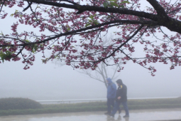 Tin tức trong ngày - Thời tiết ngày 11/4: Miền Bắc có mưa phùn, nồm ẩm, sương mù giăng lối