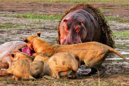 Media - Săn mồi đụng hàng loạt đối thủ thiện chiến, sư tử "trả giá đắt"