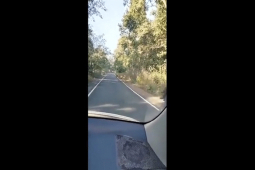 Phi thường - kỳ quặc - Video: Đang chạy bon bon, hai thanh niên vội lùi xe vì bị “chúa tể sơn lâm” chặn đầu