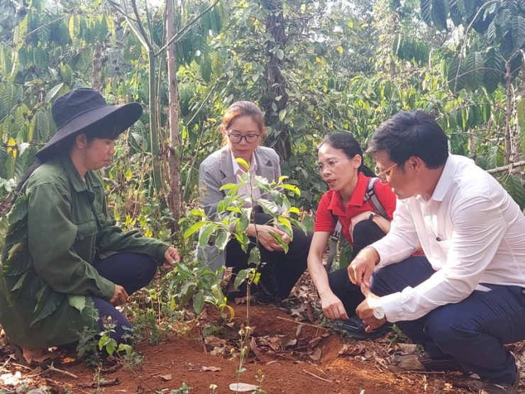 Lãnh đạo huyện Krông Nô và đại diện Tổ chức ActionAid thăm mô hình trồng cây dổi tại xã Đắk Drô. Ảnh: AH