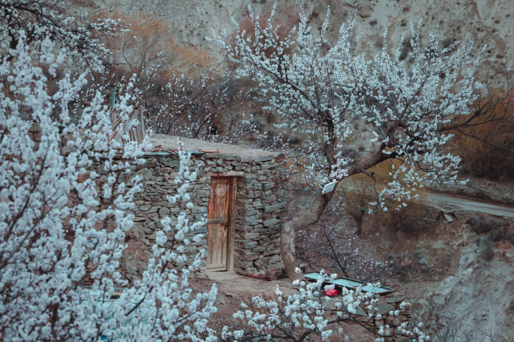 Nhà của người dân bản địa ngập tràn sắc hoa mơ trắng tinh tươm.