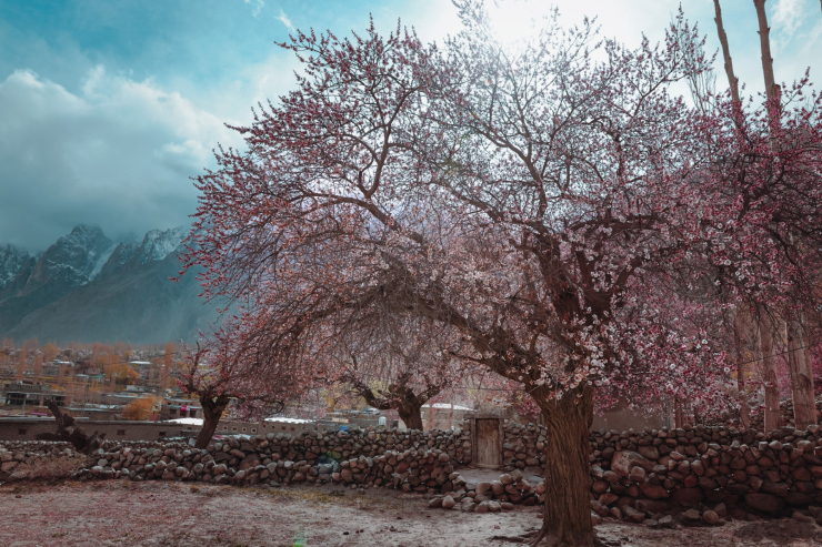 Vẻ đẹp ấn tượng của cây đào cổ thụ trong làng.