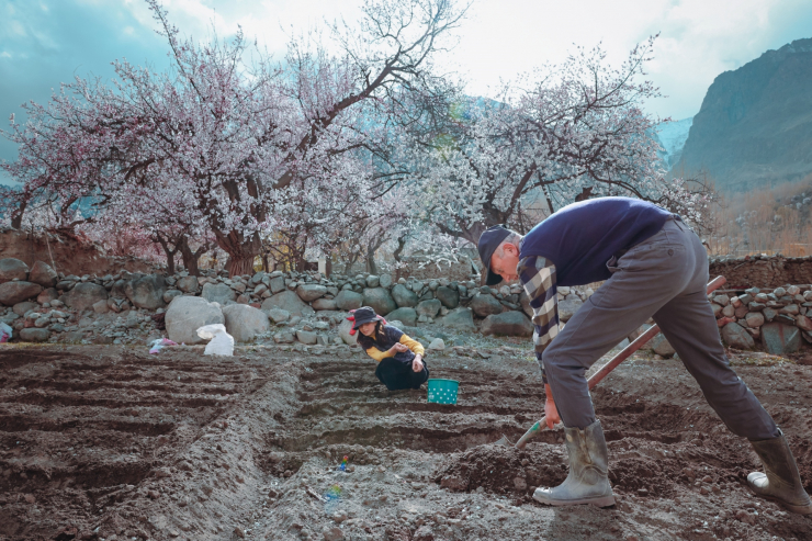 Những gốc đào cổ nở hoa rực rỡ đã gắn liền với nhịp sống thường nhật của người dân nơi đây.
