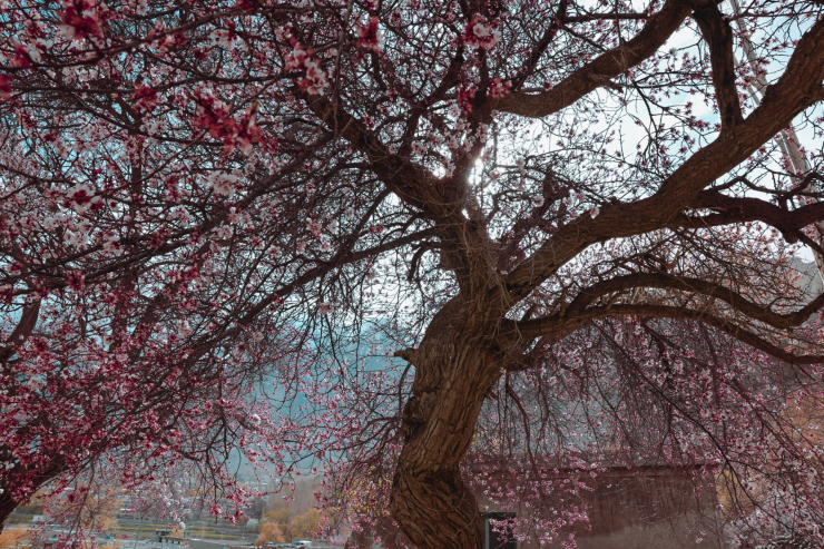 Thân cây to lớn, phải hai người mới ôm xuể.