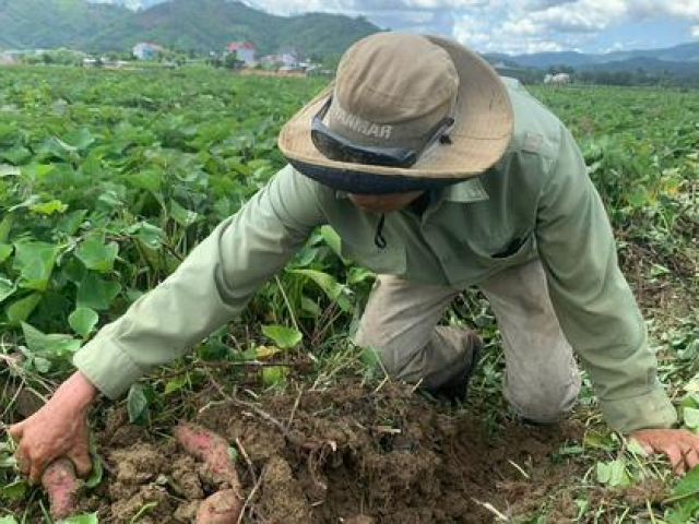 Loại củ dân dã từng ''rẻ như cho'' chuẩn bị được xuất khẩu chính ngạch sang Trung Quốc