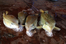 Thị trường - Tiêu dùng - Loại cá được ví von là "gà nước mặn", hơn 1 triệu/kg thành đặc sản nổi tiếng khắp vùng