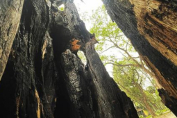 Tin tức trong ngày - Nhiều cây cổ thụ hơn 100 tuổi chết khô ở công viên Bách Thảo, người dân đi tập thể dục nơm nớp lo sợ