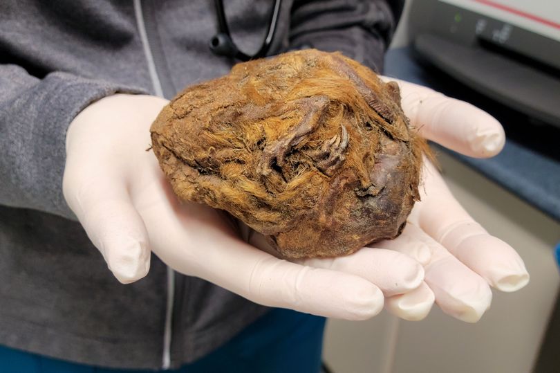 Canada: Tìm thấy &#34;quả bóng lông&#34; kỳ lạ, không ngờ là xác ướp sinh vật 30.000 năm tuổi  - 1