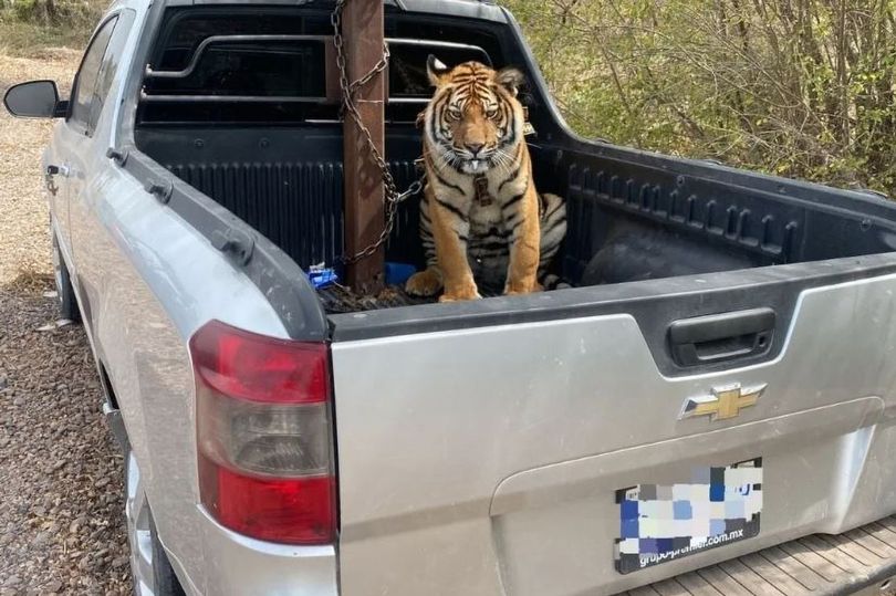 Con hổ bị buộc ở đằng sau chiếc xe bán tải.