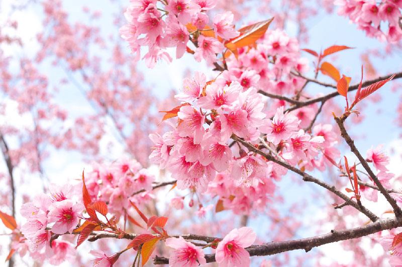 Không chỉ Nhật Bản, đất nước này cũng có mùa hoa anh đào đẹp nức nở - 1
