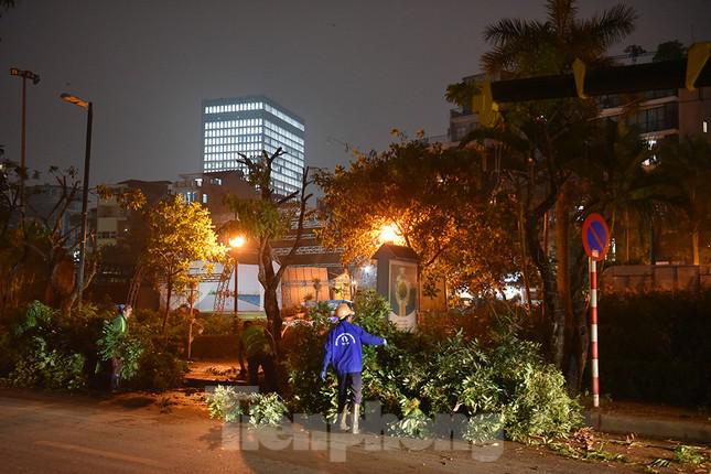 Xuyên đêm di dời hàng cây nhãn 30 năm tuổi trên phố đi bộ Trịnh Công Sơn - 3