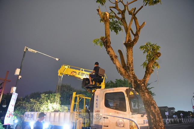 Xuyên đêm di dời hàng cây nhãn 30 năm tuổi trên phố đi bộ Trịnh Công Sơn - 6