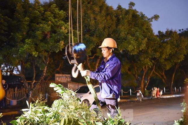 Xuyên đêm di dời hàng cây nhãn 30 năm tuổi trên phố đi bộ Trịnh Công Sơn - 5