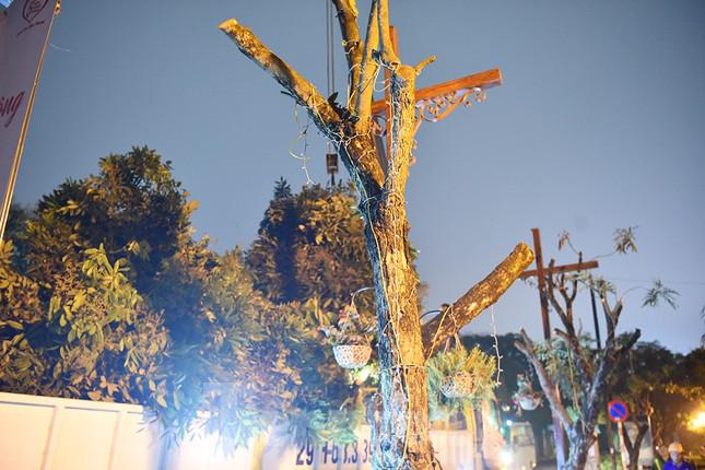 Xuyên đêm di dời hàng cây nhãn 30 năm tuổi trên phố đi bộ Trịnh Công Sơn - 8