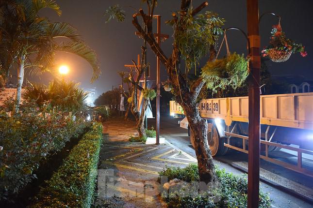 Xuyên đêm di dời hàng cây nhãn 30 năm tuổi trên phố đi bộ Trịnh Công Sơn - 9