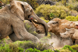 Tê giác, hà mã, hổ tấn công voi khổng lồ và cái kết cho kẻ khiêu chiến